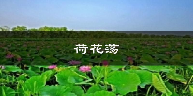 金湖荷花荡天气预报未来一周